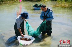 青海乌兰成功养殖高原“草膘”小龙虾