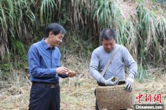 （乡村行·看振兴）科技助力绿色食品 江西崇义南酸枣“华丽变